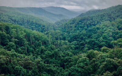 Why we should plant and protect our trees