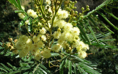 To weed it or leave it – Black Wattle (Acacia mearnsii)