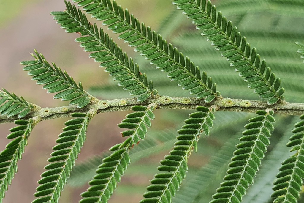 A black wattle (Acacia mearnsii) leaf.