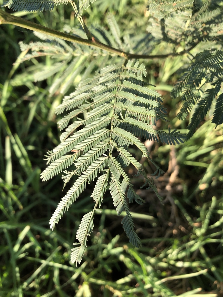 Leaves of the Black Wattle (Acacia mearnsii)