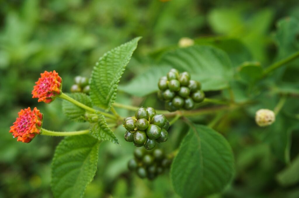 Lantana berries are extremely toxic, especially while still green