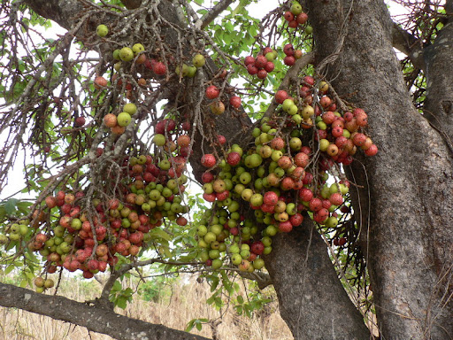 Broom-cluster Fig (Ficus-Sur) Fruits