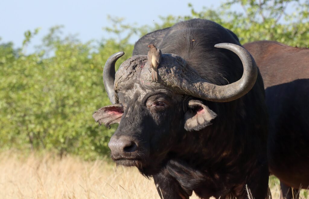 Buffalo and Oxpecker in Symbiotic Relationship