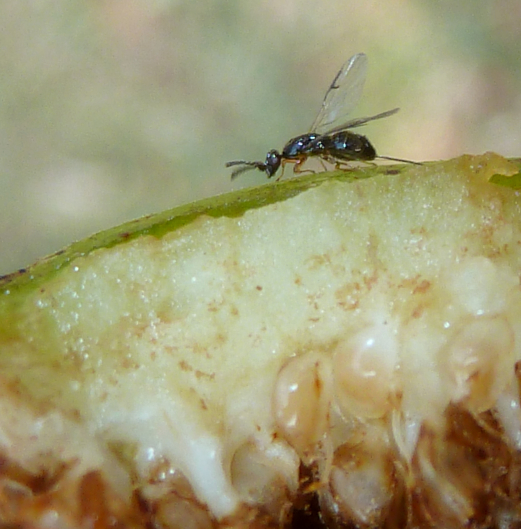 The Tiny Fig Wasp